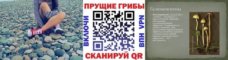 Купить где  Зеленокумск  Псилоцибиновые грибы Cubensis 